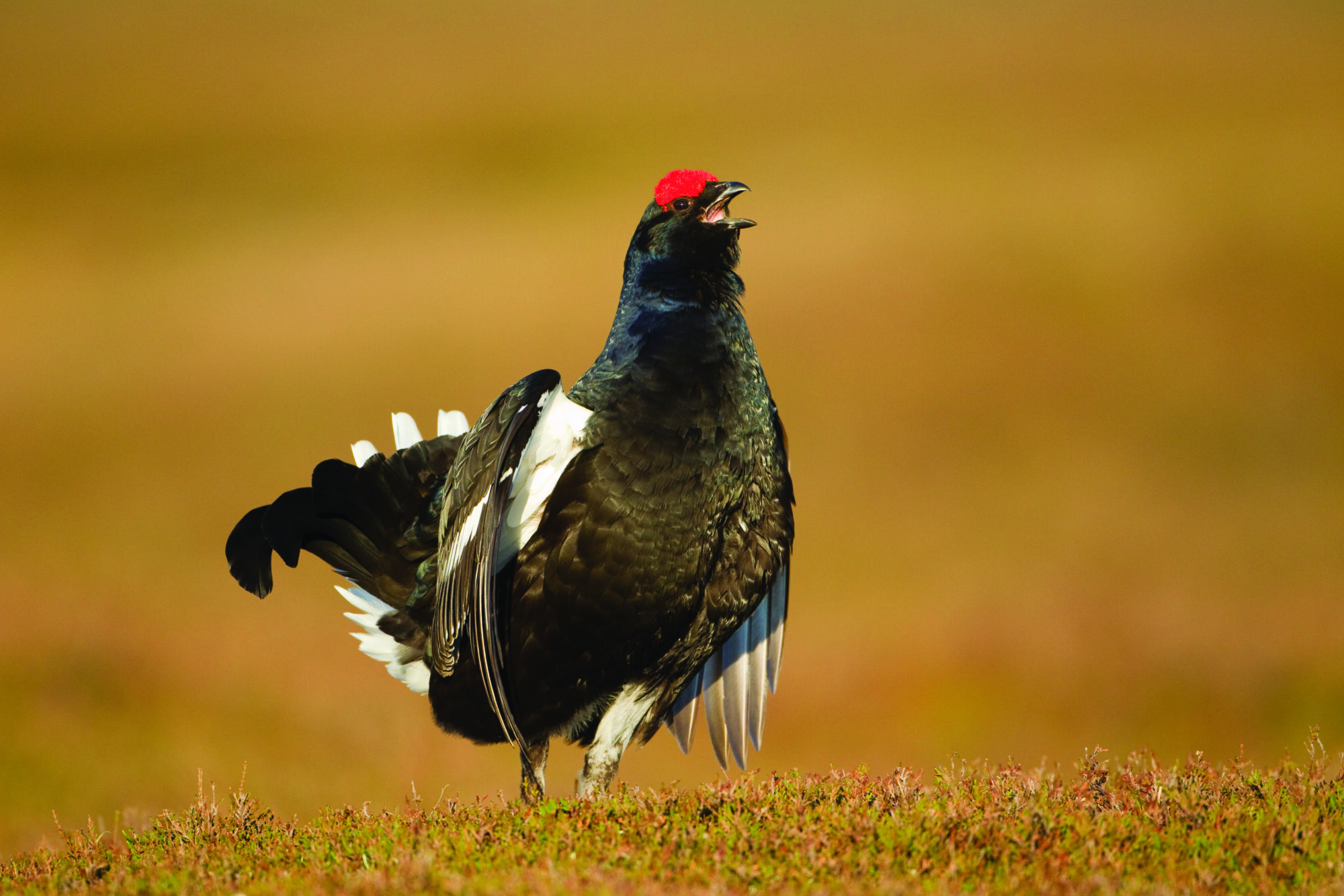 Black grouse Tetrao tetrix, male displaying at lek, Scotland, April male black grouse