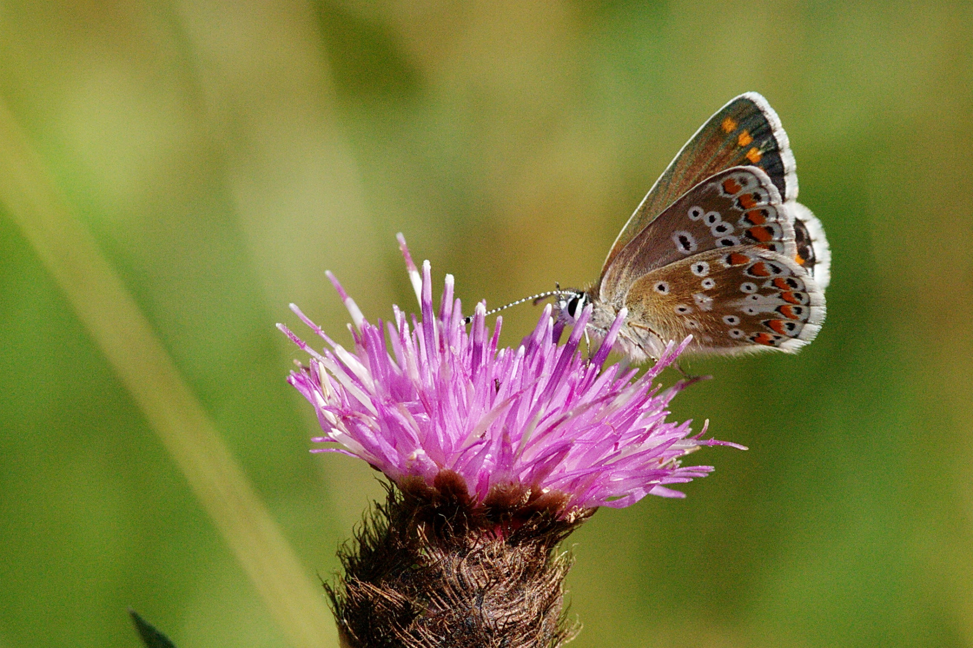 brown argus butterfly - brown wings with orange detail at the edge and a white border - perched on a thistle flower