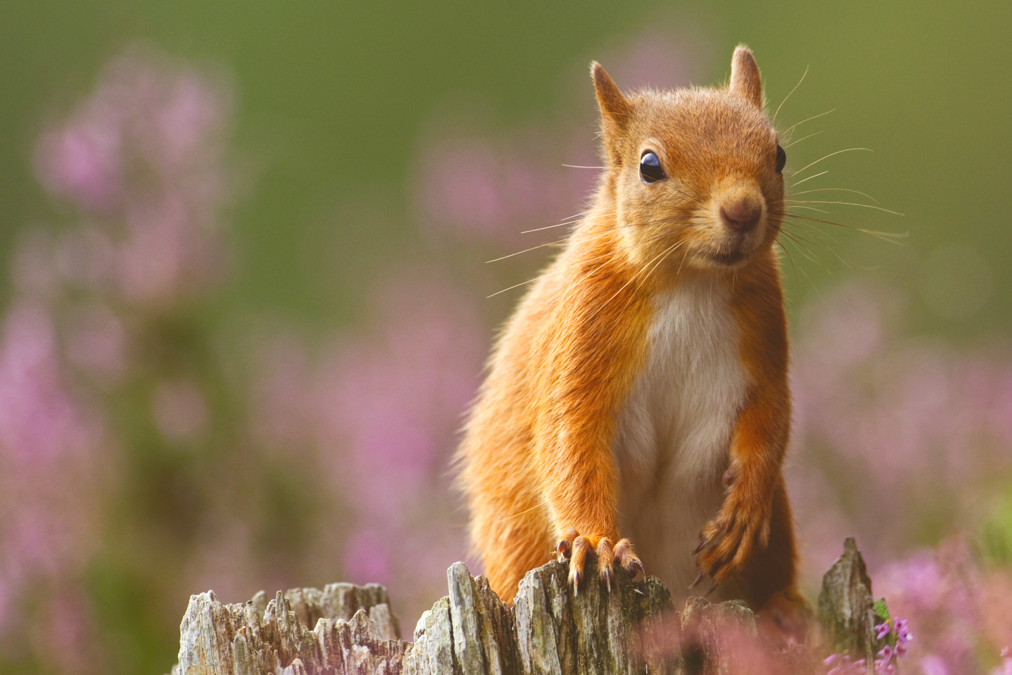 Red squirrel on tree stump