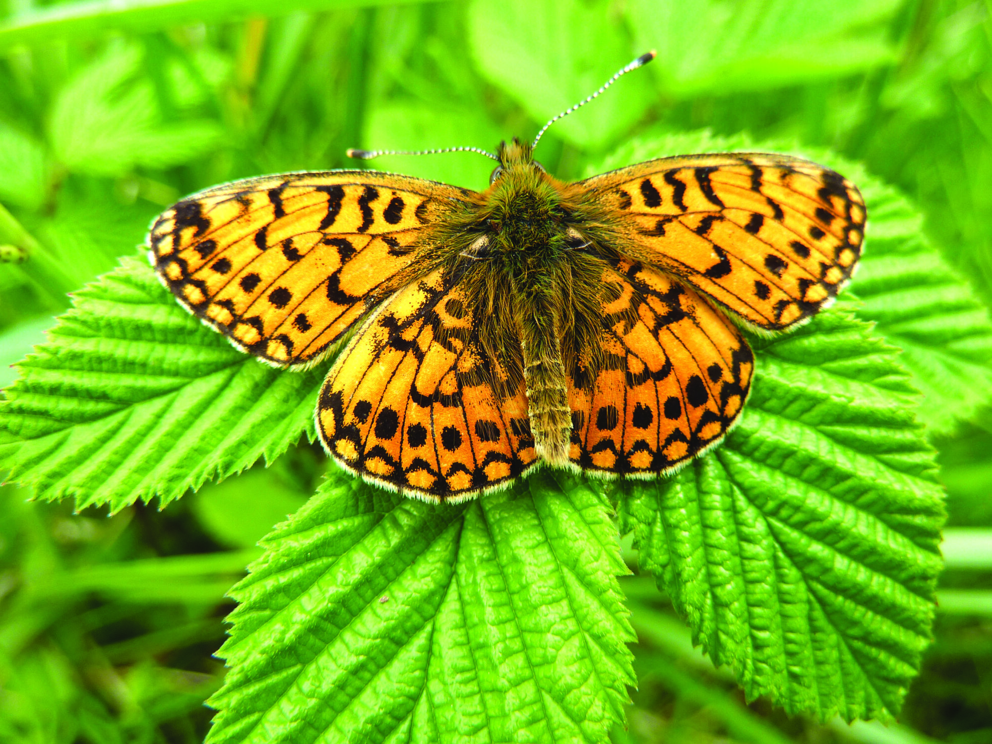 fritillary butterfly with orange and black wings, sitting on leaves with wings open