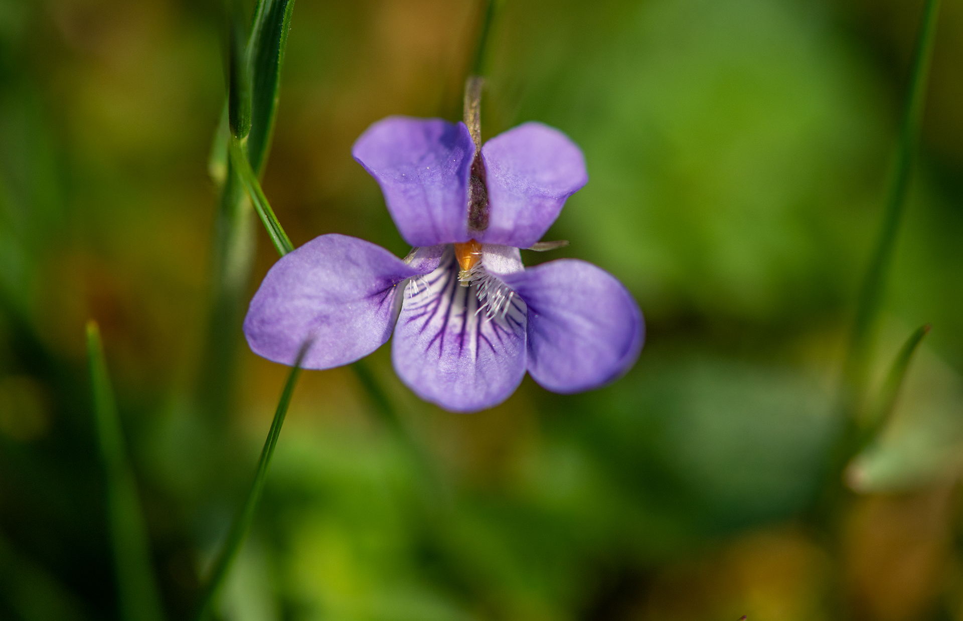 A detailed close up of a Teesdale violet (Viola rupestris rosea) in the Wild Ingleborough project site.
Ingleborough, Yorkshire Dales, UK
