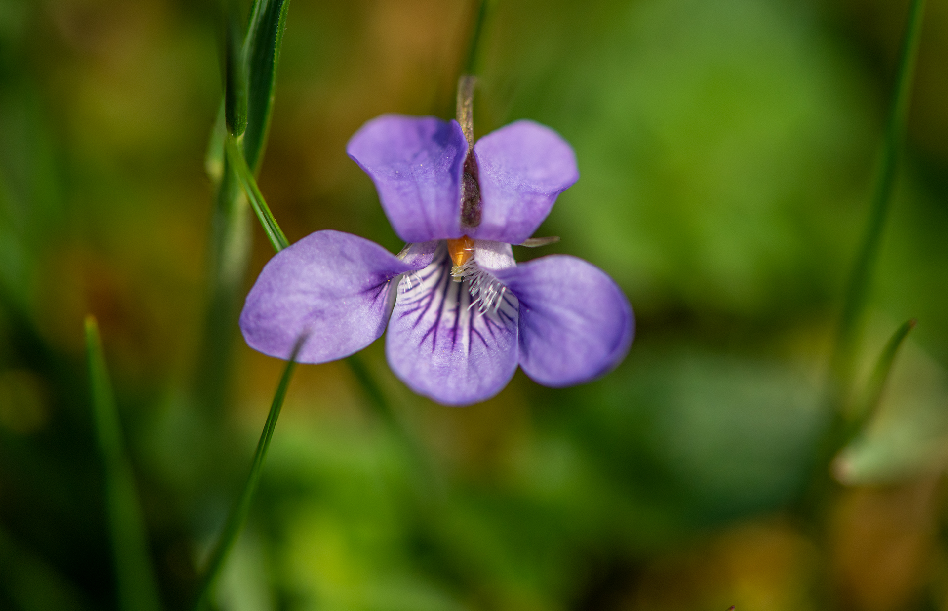 violet flower