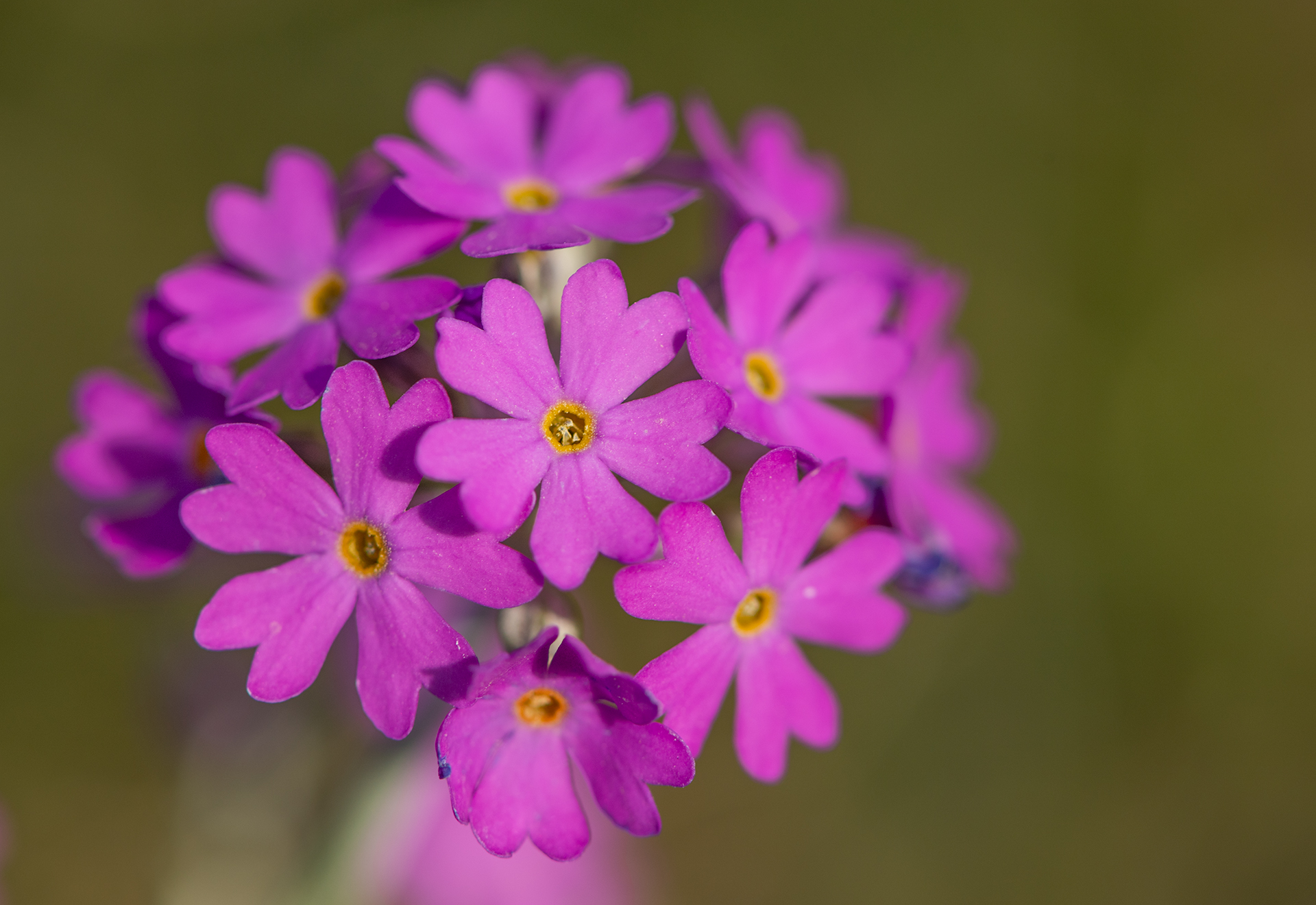 a bunch of purple primrose flowers