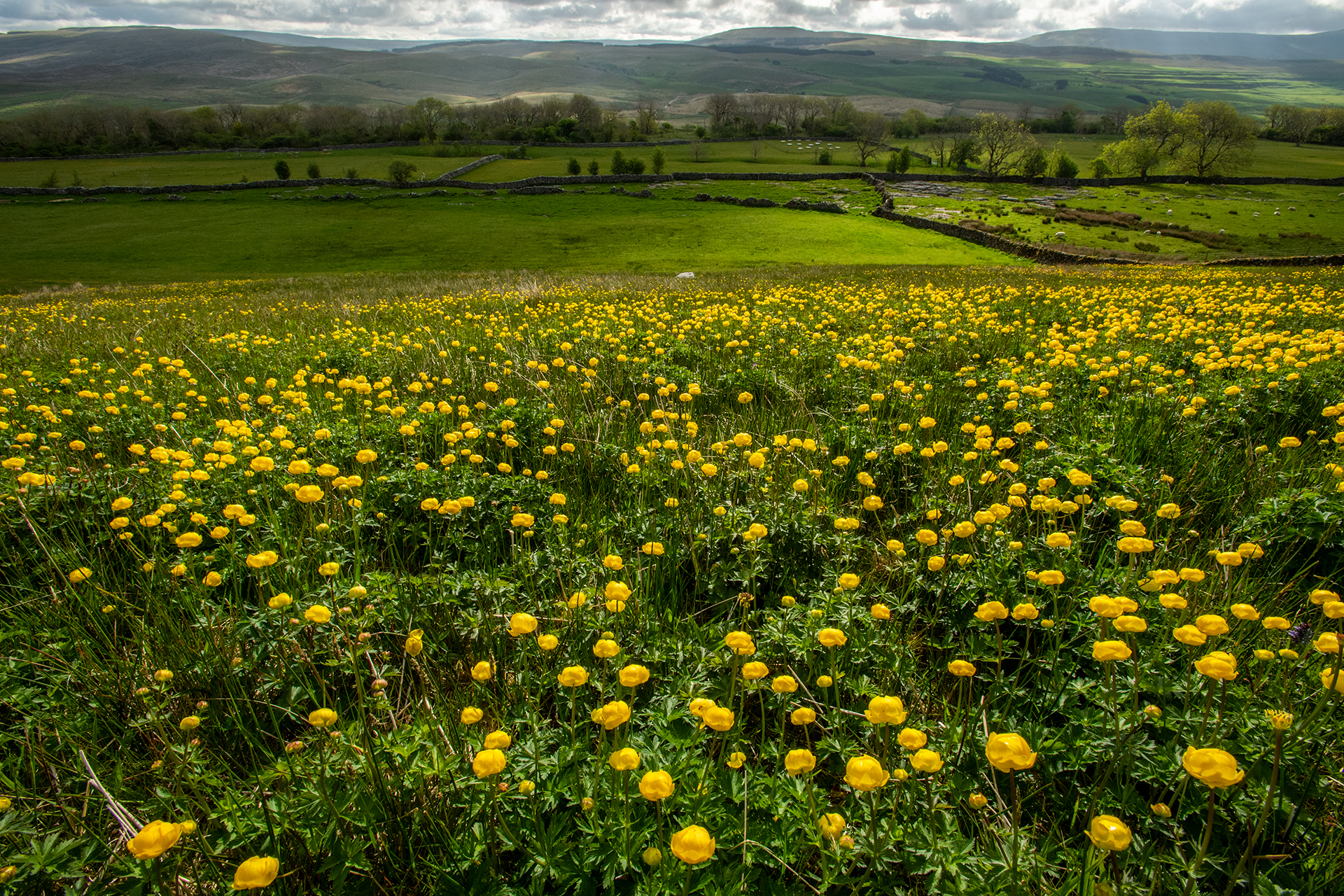 Yellow wildflowers in a field with dry stone walls and moorland in the background