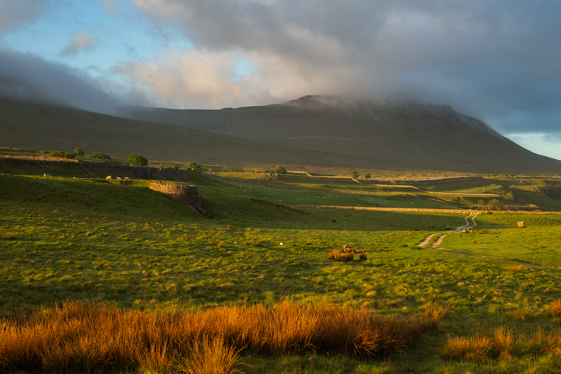 The peak of Ingleborough mountain shrouded in mist. In the foreground are golden reeds.