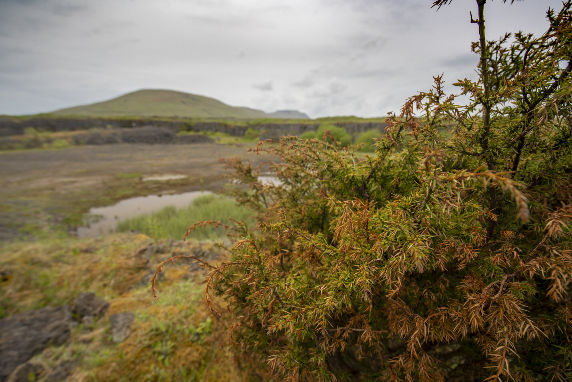 Juniper bushes with puddles and hills in the background