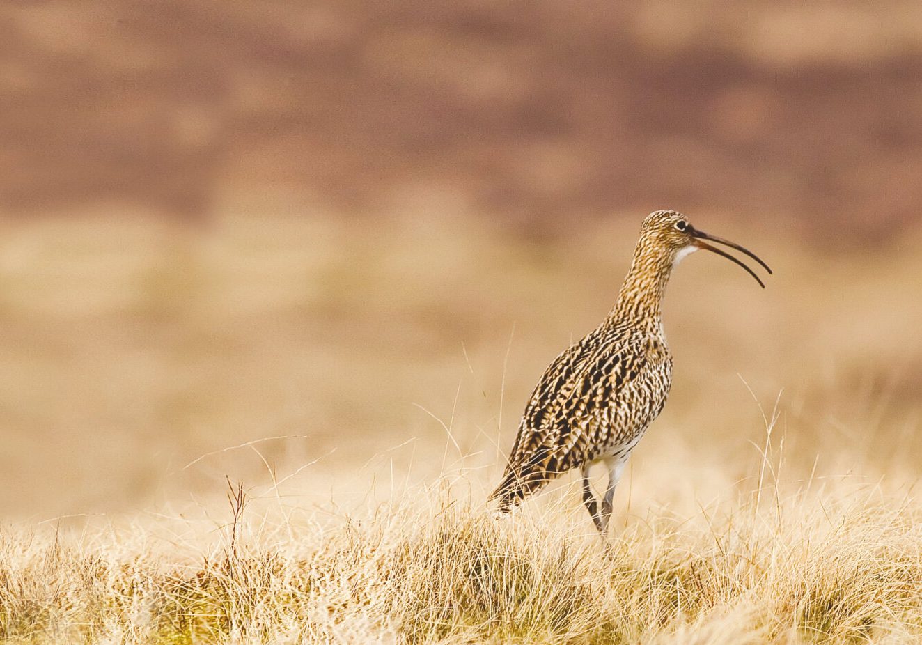 curlew - a speckled brown bird with a long beak - standing on dry grass, facing right