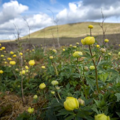 Yellow globeflowers in bloom amongst the limestone pavement and restored grassland at the foot of Ingleborough mountain
