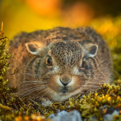 A closeup photo of a brown hare sitting on mossy rocks