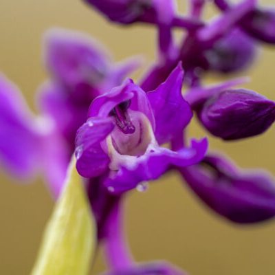 Early purple orchid flower