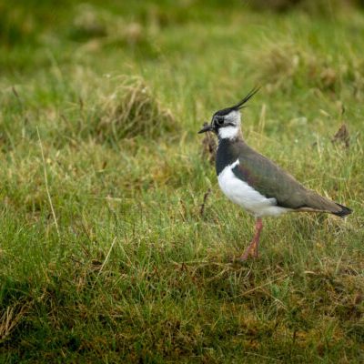 Lapwing on grassy ground - A small bird with a grey to black crest, collar, back, and wings. It has white cheeks and chest and orange legs. The wing has slight iridescence.