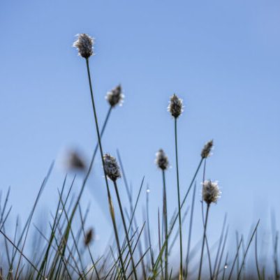 bog cotton with fluffy white seeds at the end of each stem