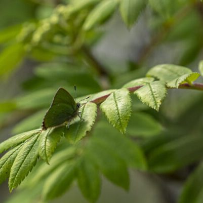 Green hairstreak butterfly on a leaf