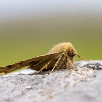 Scalloped hazel moth perched on limestone