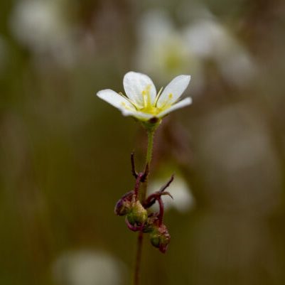 a white mossy saxifrage flower with a yellow centre and a red stem