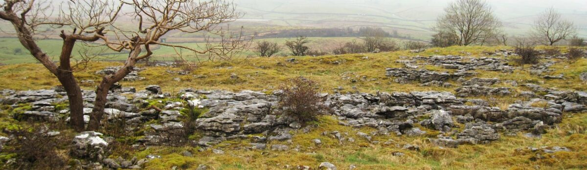 a rocky field with sparse trees