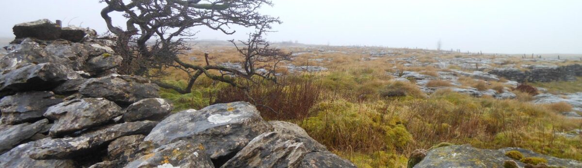 a dry stone wall, windswept tree, and limestone rocks on hillside