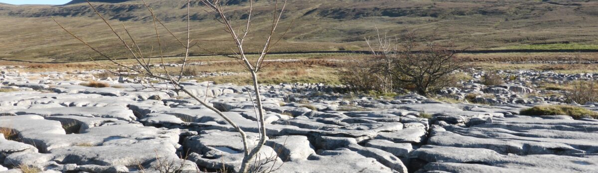 rocky ground with a few trees and a hill in the background